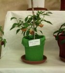 Yellow Lanterna